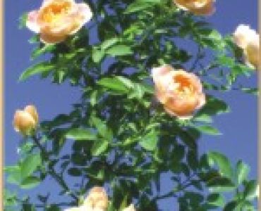 Увивна роза 057