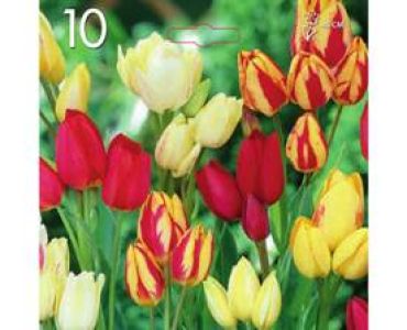 лале Multiflora-Mixed (пакет - 10 луковици) Лале Multiflora-Mixed