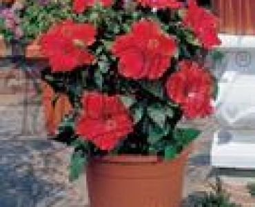 хибискус Червен