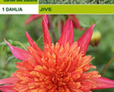 далия ниска Jive