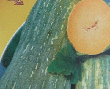 тиква Мускатна зелена