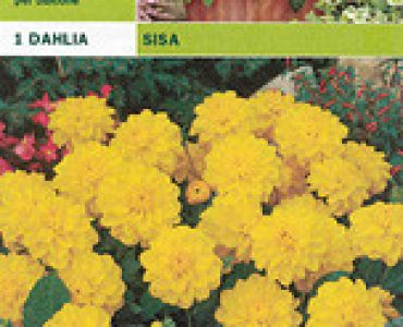 далия ниска Sisa