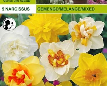 Нарцис Double Микс (пакет - 5 луковици)