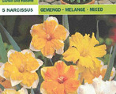 Нарцис микс 5 бр (пакет)