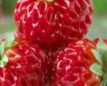 ягоди Framberry 