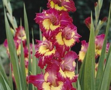 гладиол Far West