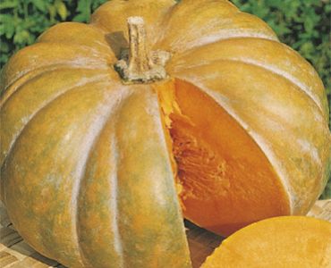 тиква Moscata di Provenza`SG