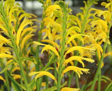 Часманте Floribunda Duckitti 22/24