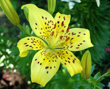 лилиум тигров Жълт