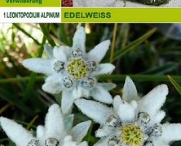 Еделвайс (Leontopodium alpinum)