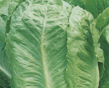 салата Verde degli Ortolani`SG