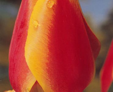 лале Various Apeldoorn Elite