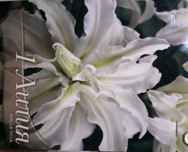 Лилиум Polar Star