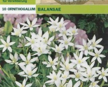 Орнитогалум (Гарвански лук - пакет 10 луковици)