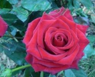 Облагородена храстовидна роза Флоров: Каталожен номер 07