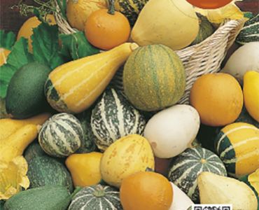 Декоративни тиквички`SG