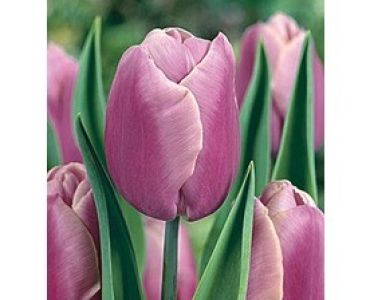 лале Various Holland Beauty