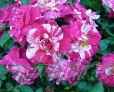 Облагородена бордюрна роза Флоров: Каталожен номер 34