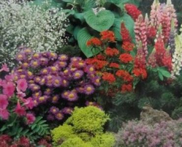 Цветен микс за алпинеум