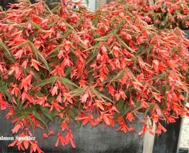 бегония pendula Salmon