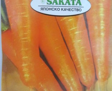 моркови Шантене
