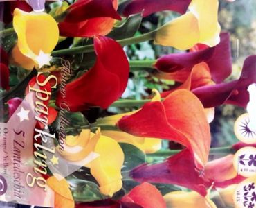 кала Sparkling Orange/Yellow