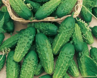 корнишони Piccolo Verde di Parigi`SG