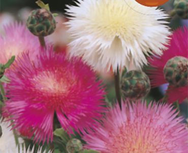 Центаурея`SG