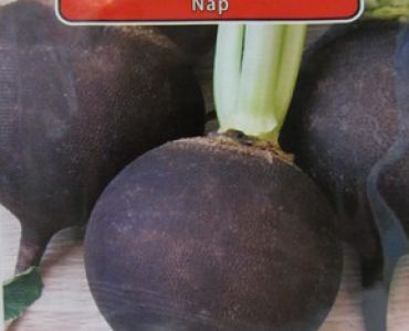 ряпа Черна кръгла