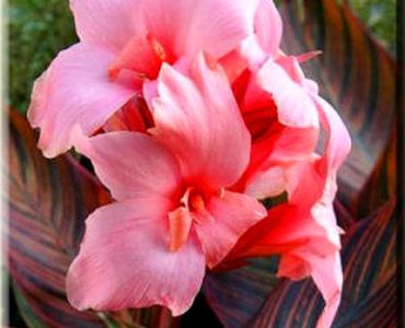 канна Розова