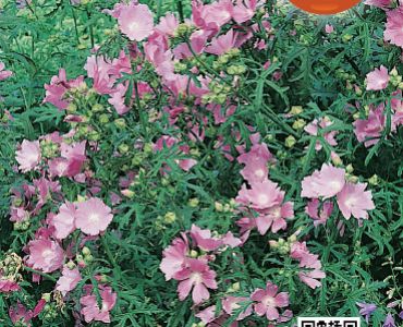 Малва (слез)`SG