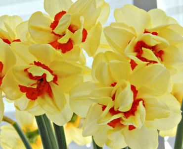 нарцис Double Fashion