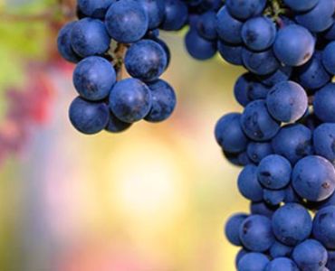 Ребют ВГ - ЗАБРАНЕН ПРЗ