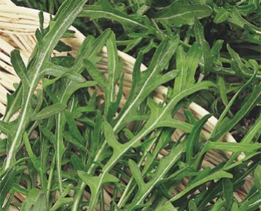 Рукола - дива`SG