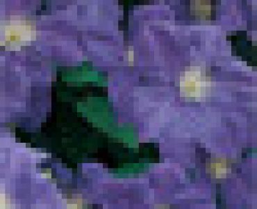 Клематис 'The President' (тъмно син)