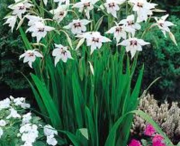 Ацидантера (звездна гладиола) 