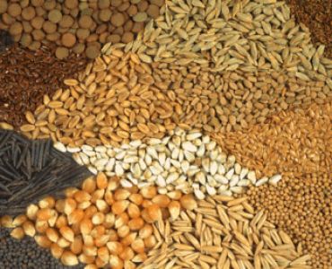 СЕМЕНА ЗА БИЛКИ, ПОДПРАВКИ, ЗЕЛЕНЧУЦИ И ЦВЕТЯ НА ЕДРО