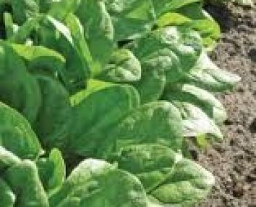 Спанак Клипер F1