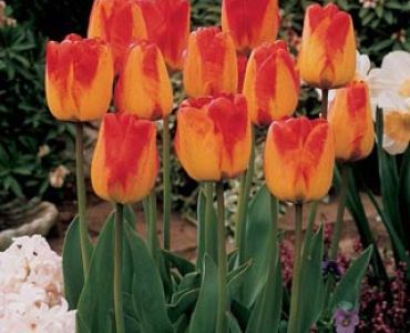 Лале darwin hybrids orange queen