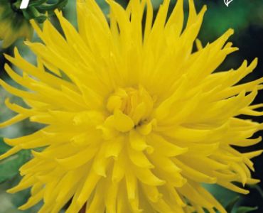 Далия Cactus Kennemerland