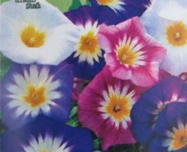 Трицветна поветица