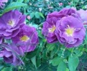 Облагородена храстовидна роза Флоров: Каталожен номер 20