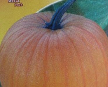 тиква Жълта едра