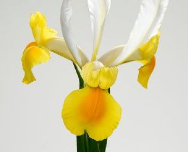 Ирис hollandica Montecito