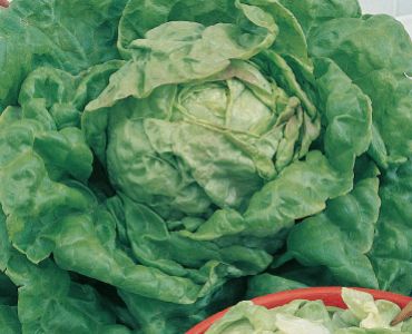 салата Трокадеро`SG