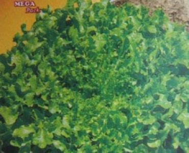 салата Salad Bowl