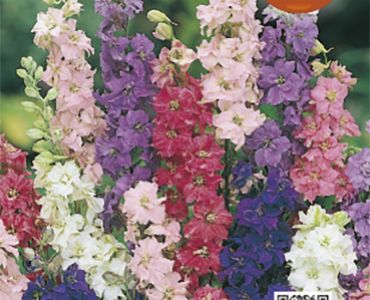 Делфиниум микс`SG