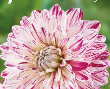 Далия Decorative Smokey