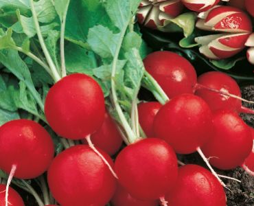 репички Сакса 2`SG