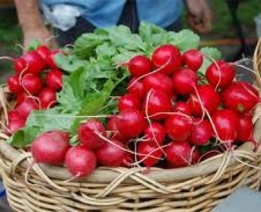 репички Селеста F1 